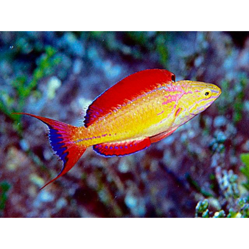 Johnson's Fairy Wrasse (Cirrhilabrus Johnsonii)  Male
