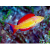 Johnson's Fairy Wrasse (Cirrhilabrus Johnsonii)  Male