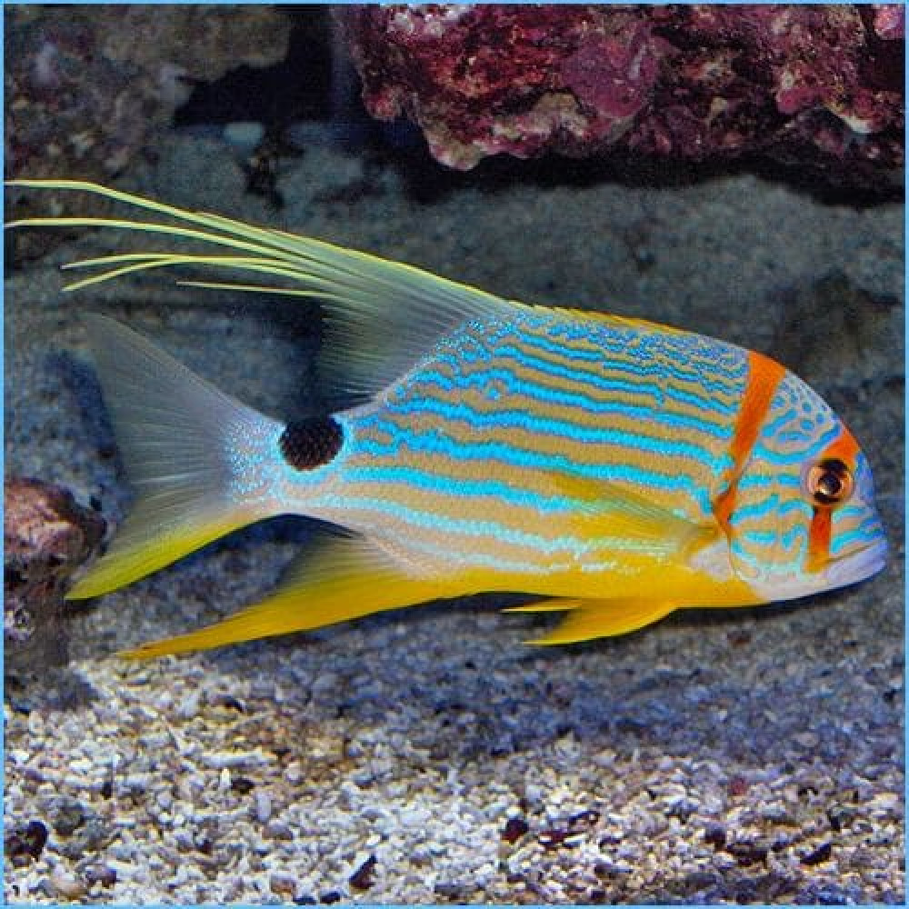 Blue-Lined Sea Bream (Symphorichthys Spilurus)
