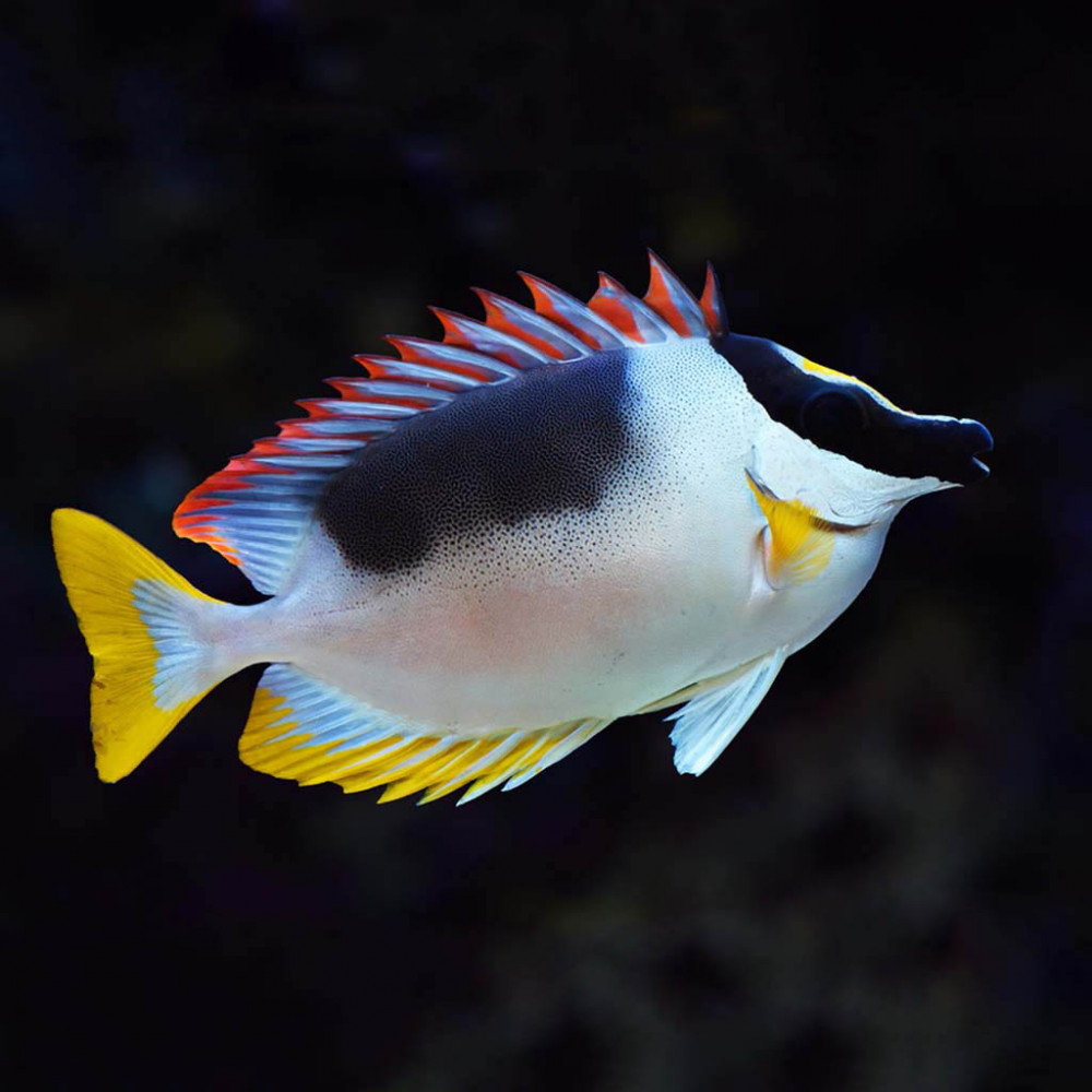 Magnificent Foxface (Siganus Magnificus)