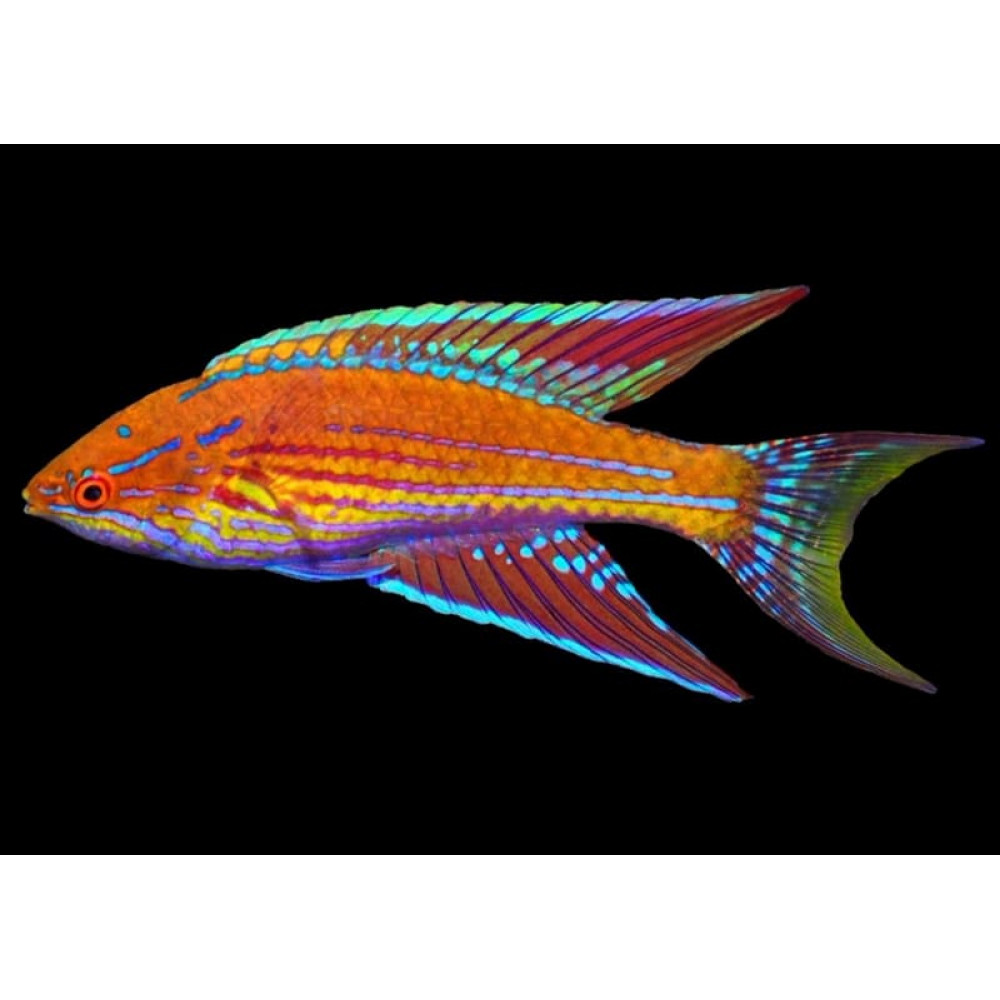 Angulatus Flasher Wrasse (Paracheilinus Angulatus) Male