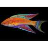 Angulatus Flasher Wrasse (Paracheilinus Angulatus) Male