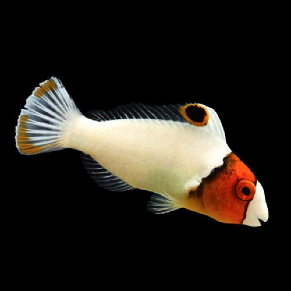 Bicolor Parrotfish (Cetoscarus Bicolor)