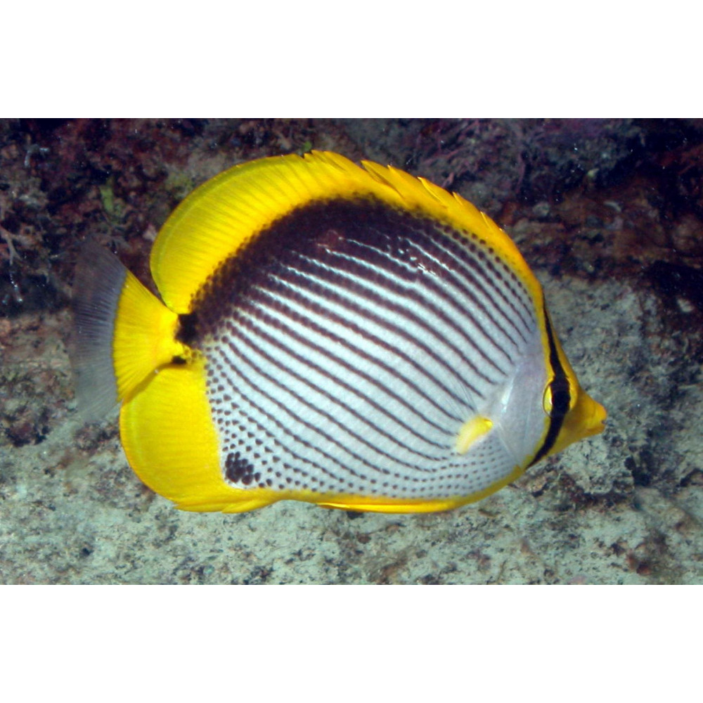 Black Back Butterflyfish (Chaetodon Melannotus)