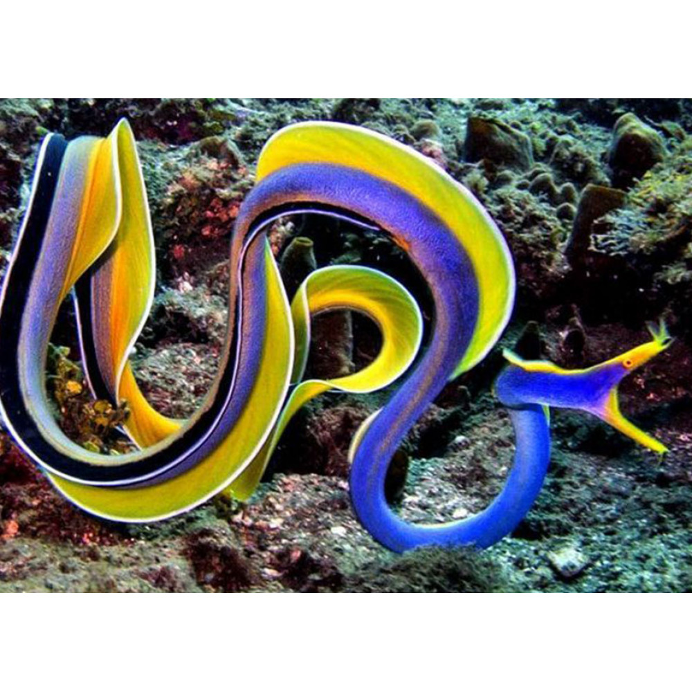 Blue Ribbon Eel (Rhinomuraena Quaesita)