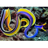 Blue Ribbon Eel (Rhinomuraena Quaesita)