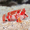 Bandtail Waspfish (Paracentropogon Zonatus)