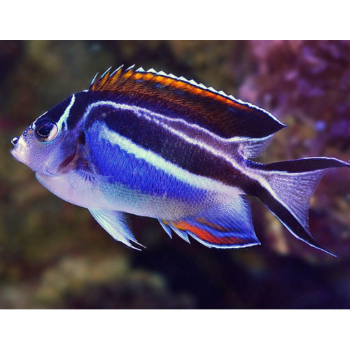 Bellus Angel (Genicanthus Bellus) Female