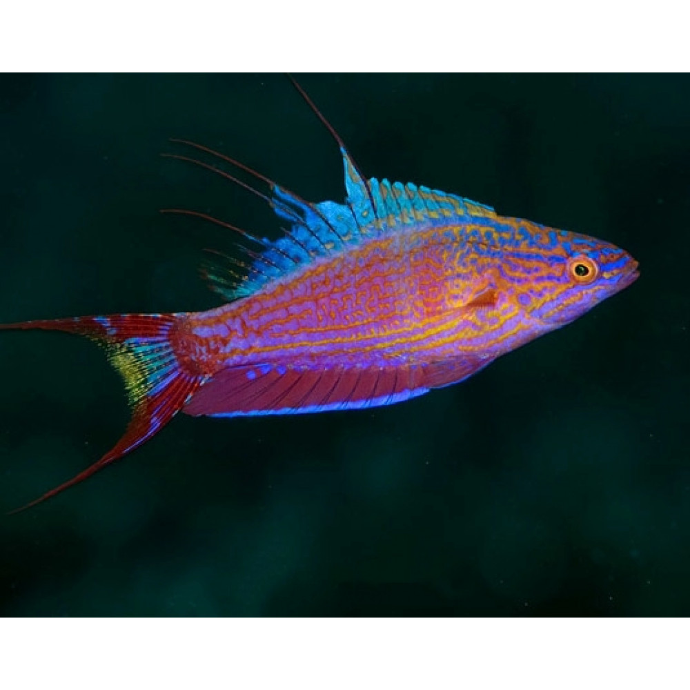 Bell's Flasher Wrasse (Paracheilinus Bellae) Male