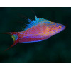 Bell's Flasher Wrasse (Paracheilinus Bellae)
