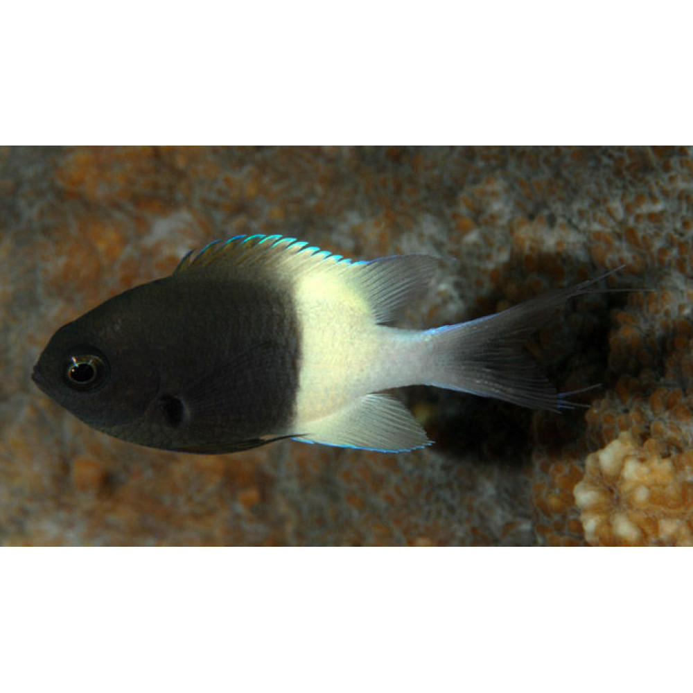 Bicolor Chromis Damsel (Chromis Margaritifer)