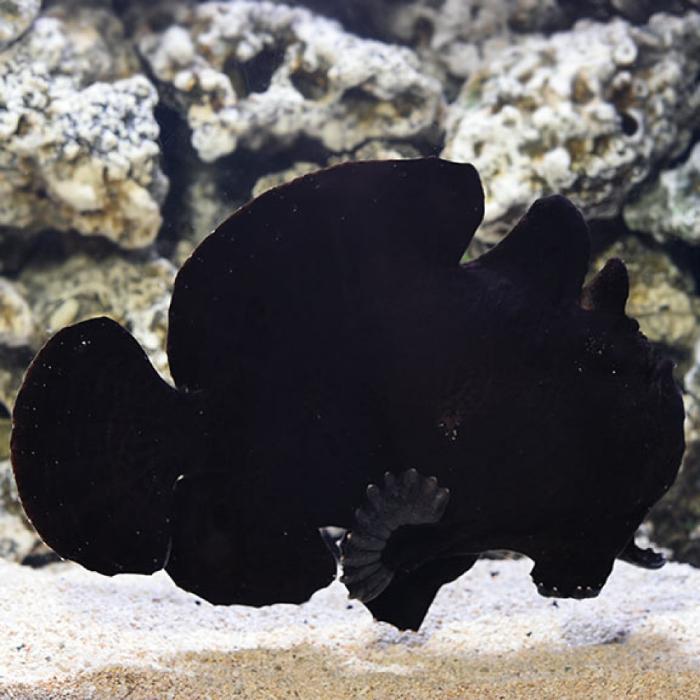 Black Angler (Antennarius Commerson)