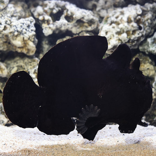 Black Angler (Antennarius Commerson)