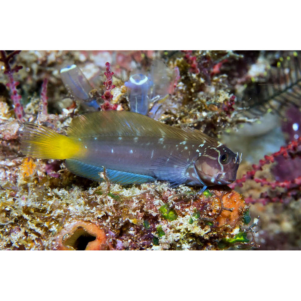 Black Combtooth Blenny (Ecsenius Namiyei)