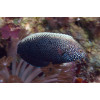 Black Leopard Wrasse (Macropharyngodon Negrosensis)
