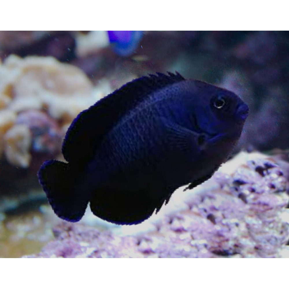 Black Nox Angelfish (Centropyge Nox)