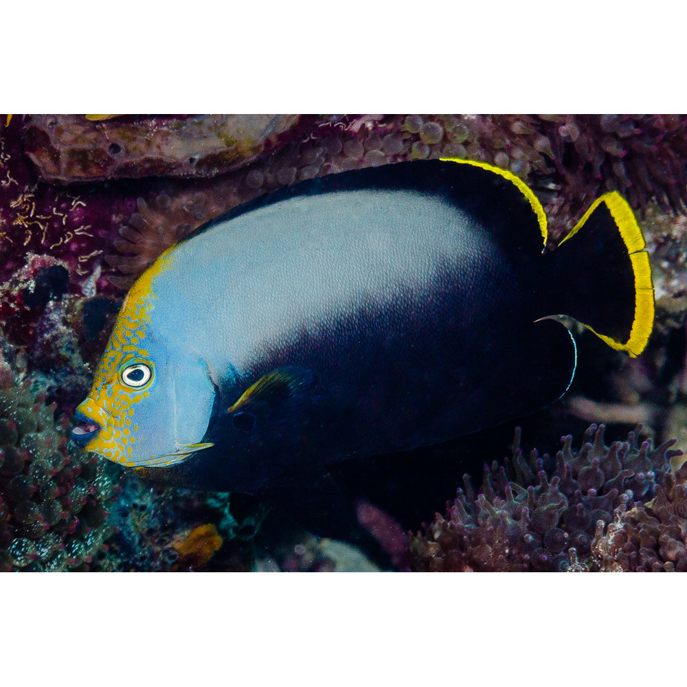 Black Velvet Angelfish (Chaetodontoplus Melanosoma)
