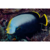 Black Velvet Angelfish (Chaetodontoplus Melanosoma)