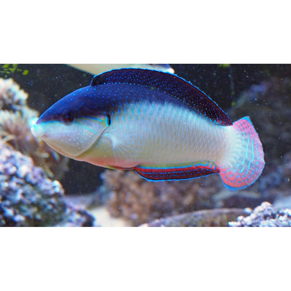 Black-backed Wrasse (Anampses Neoguinaicus)