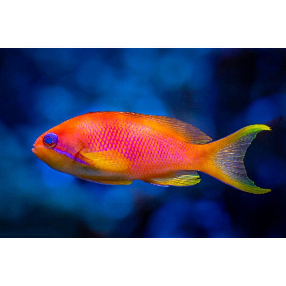 Blue Eye Lyretail Anthias (Pseudanthias Squamipinnis) Female