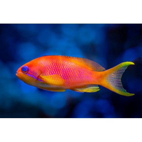 Blue Eye Lyretail Anthias (Pseudanthias Squamipinnis) Female