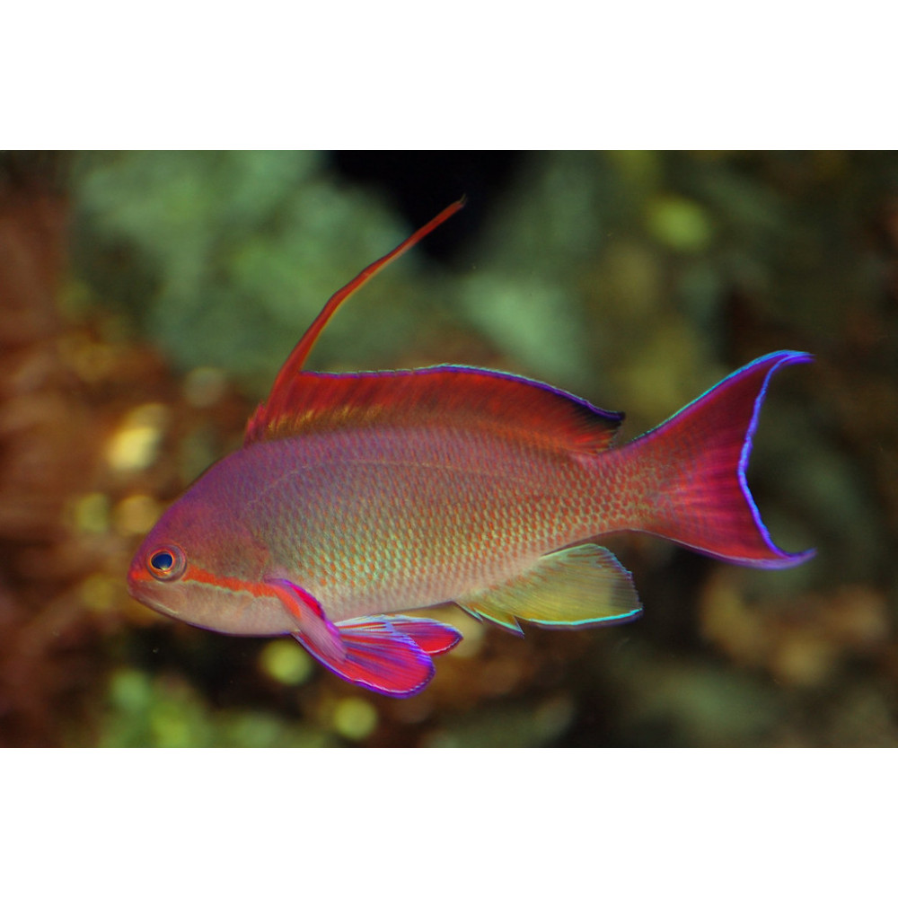 Blue Eye Lyretail Anthias (Pseudanthias Squamipinnis) Male