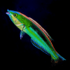 Blue Nose Pencil Wrasse (Pseudojuloides Kaleidos) Male