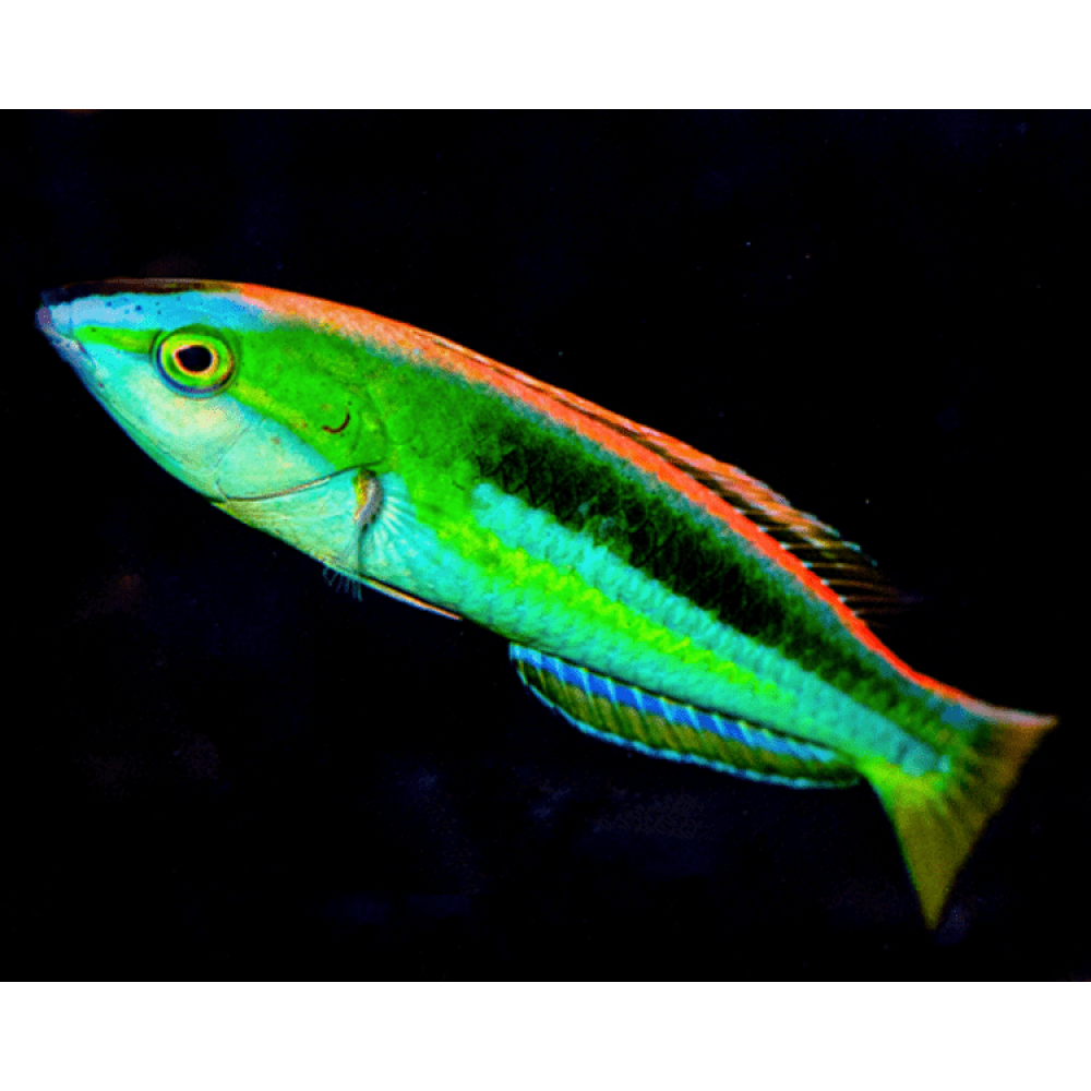Blue Nose Pencil Wrasse (Pseudojuloides Kaleidos) Male