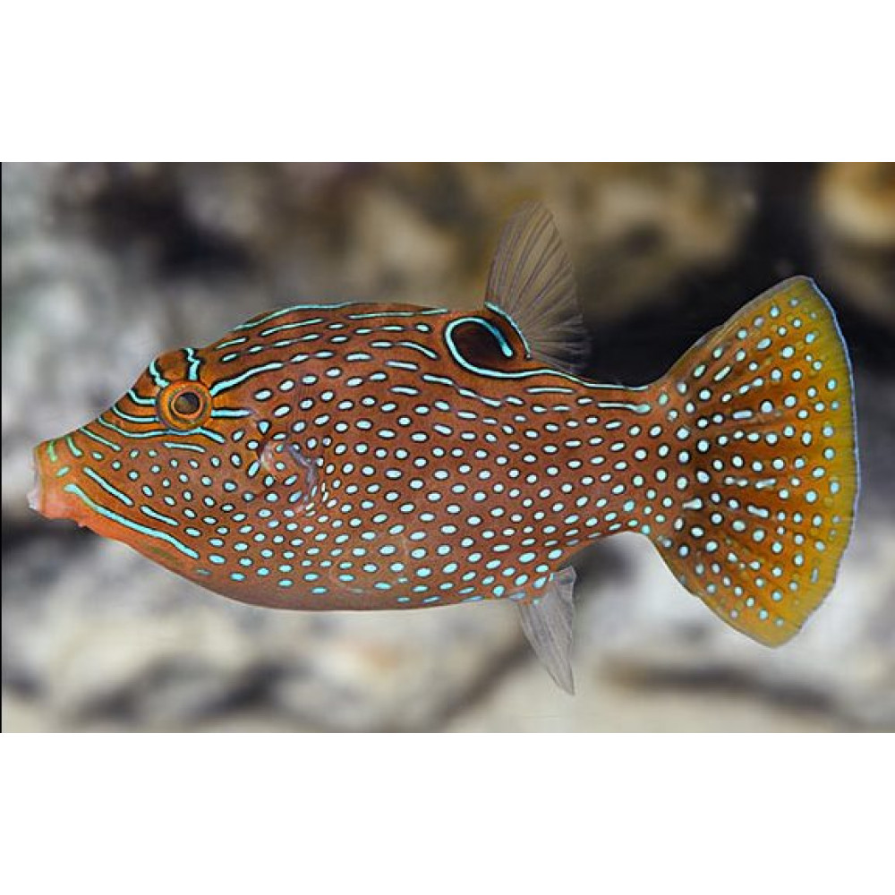 Blue Spotted Puffer (Canthigaster Solandri) 