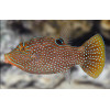 Blue Spotted Puffer (Canthigaster Solandri)