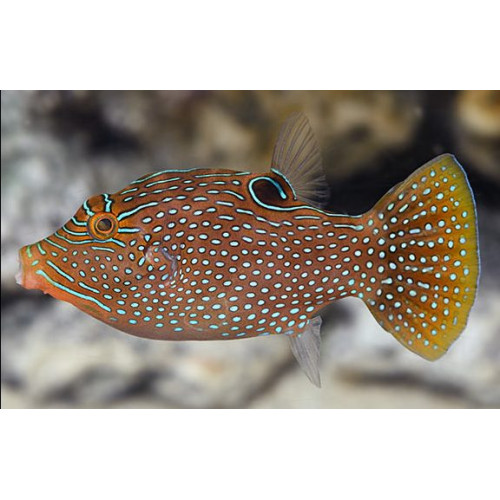 Blue Spotted Puffer (Canthigaster Solandri)