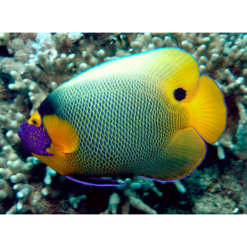 Blueface Angelfish (Pomacanthus Xanthometopon)