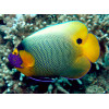 Blueface Angelfish (Pomacanthus Xanthometopon)