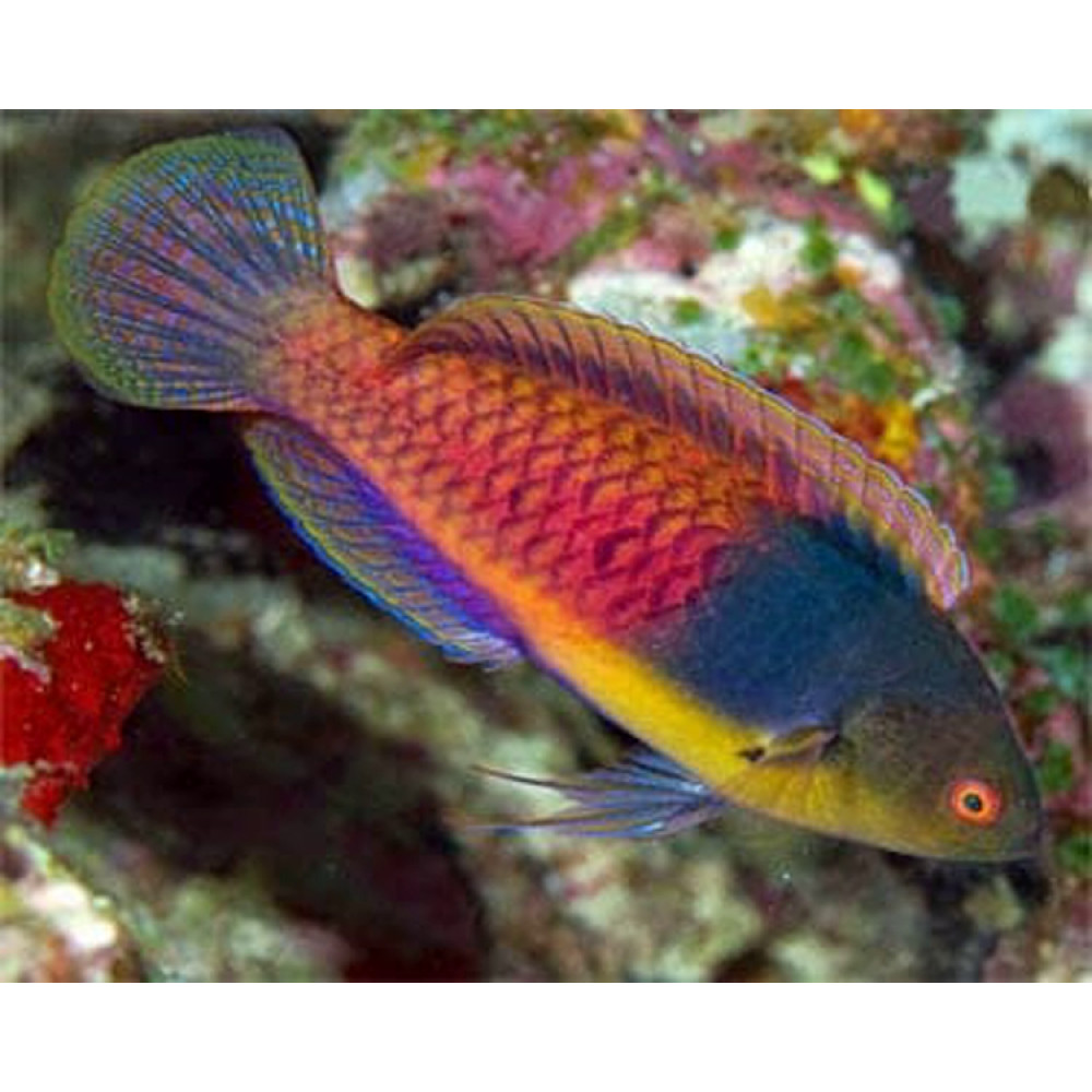 Bluehead Fairy Wrasse (Cirrhilabrus Cyanopleura)