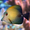 Scopas Tang (Zebrasoma Scopas)