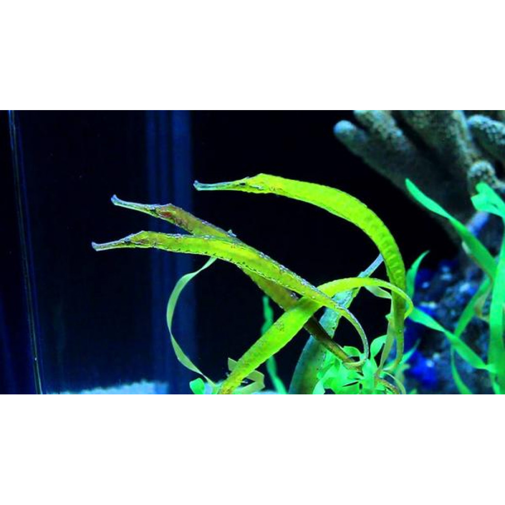 Crocodile Pipefish (Syngnathoides Biaculeatus)