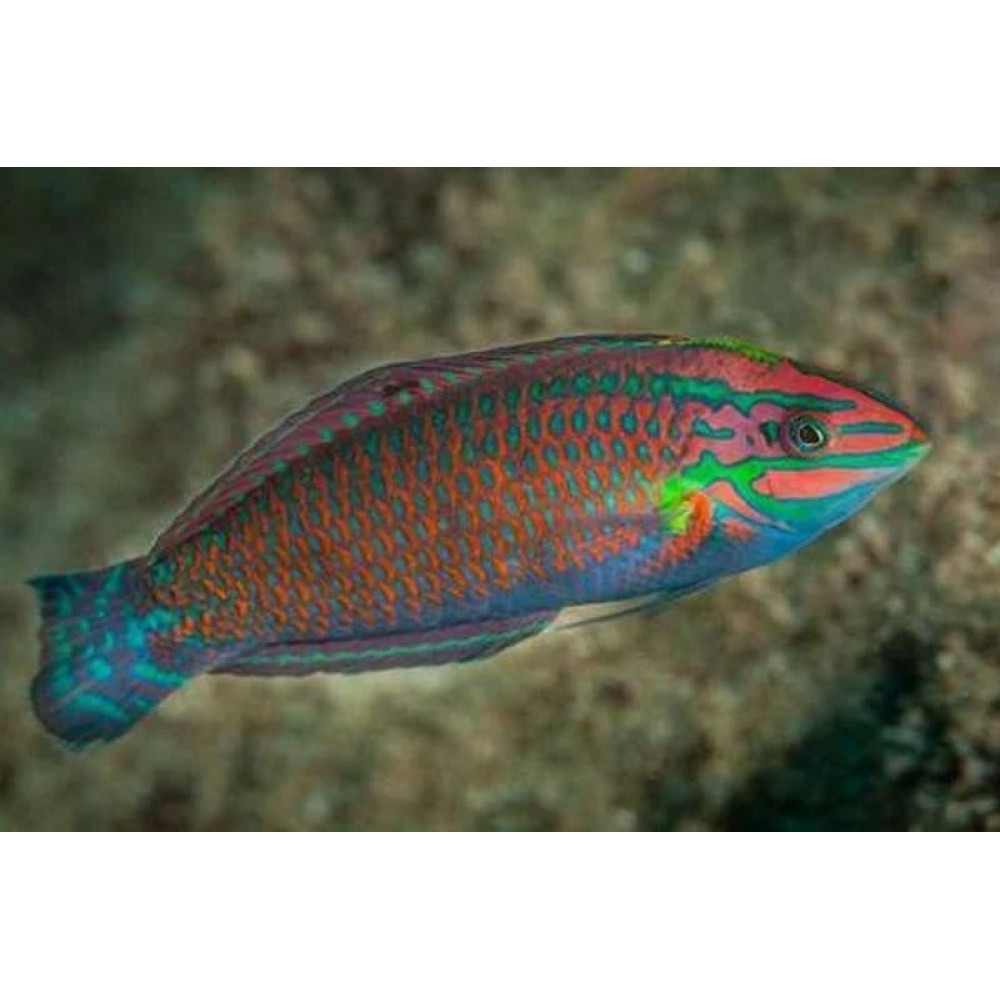Christmas Wrasse (Halichoeres Claudia)