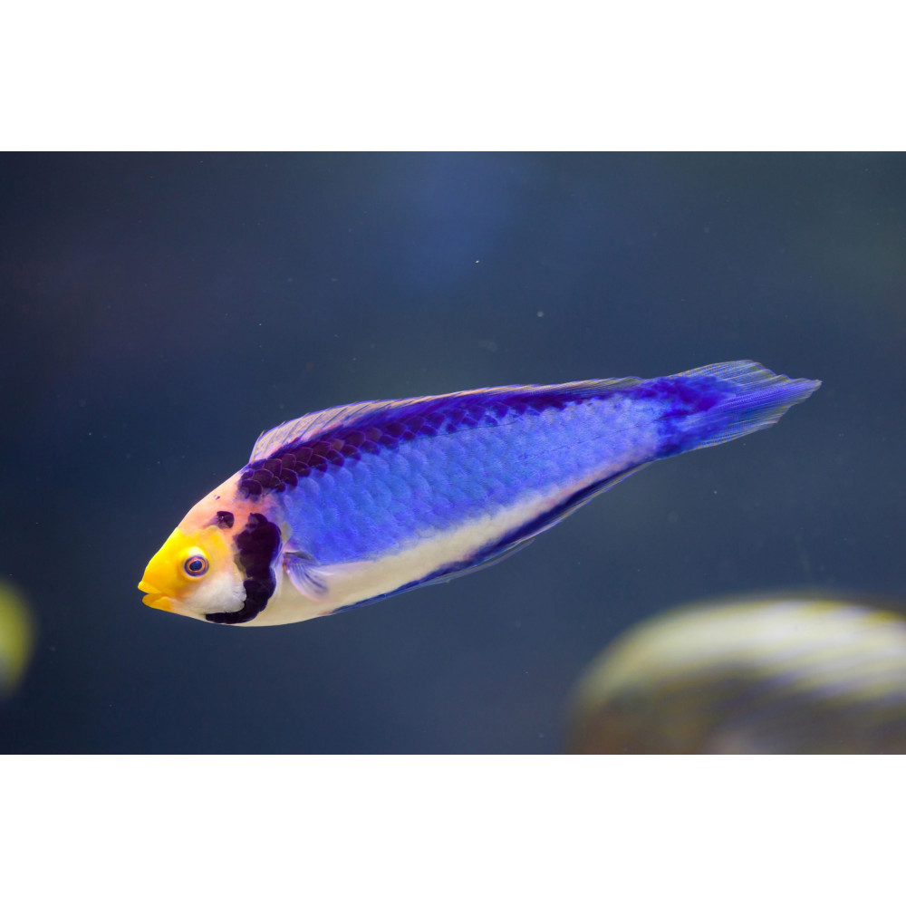 Clown Fairy Wrasse (Cirrhilabrus Solorensis)
