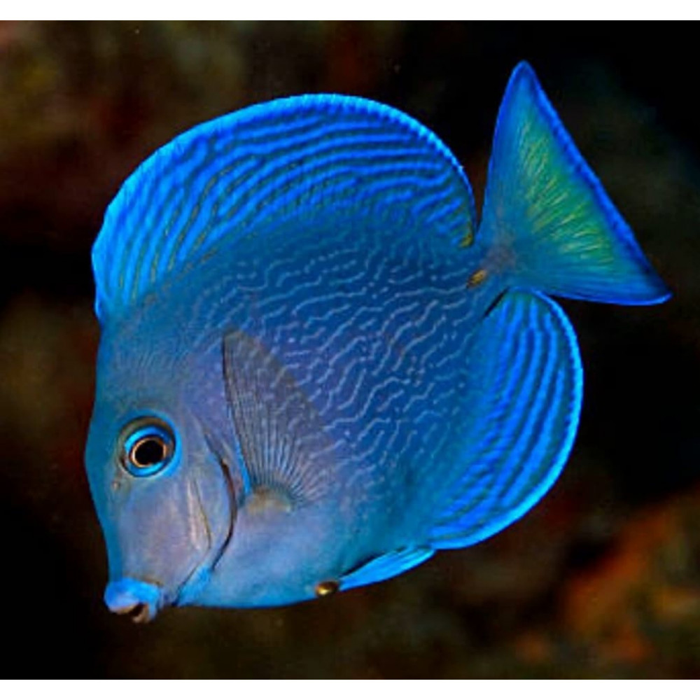 Blue Caribbean Tang (Acanthurus Coeruleus)