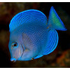 Blue Caribbean Tang (Acanthurus Coeruleus)