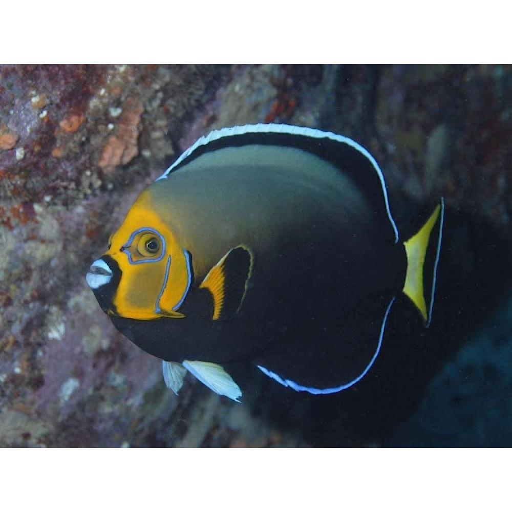 Conspicuous Angelfish (Chaetodontoplus conspicillatus) 
