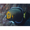 Conspicuous Angelfish (Chaetodontoplus conspicillatus)