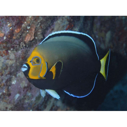 Conspicuous Angelfish (Chaetodontoplus conspicillatus)