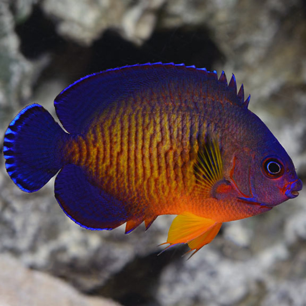 Coral Beauty Angelfish (Centropyge Bispinosa)