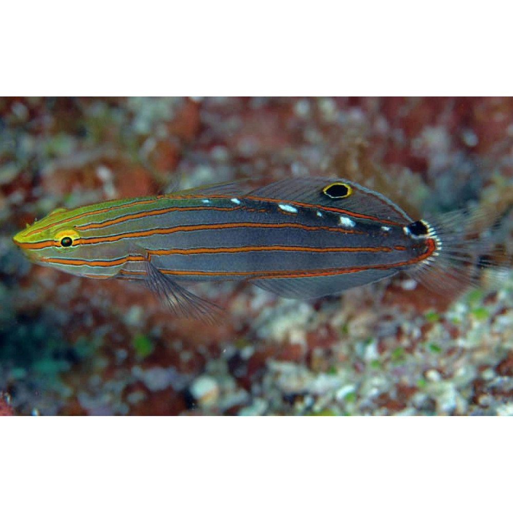 Court Jester Goby (Koumansetta rainfordi)