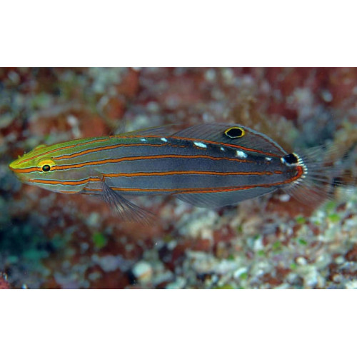 Court Jester Goby (Koumansetta rainfordi)