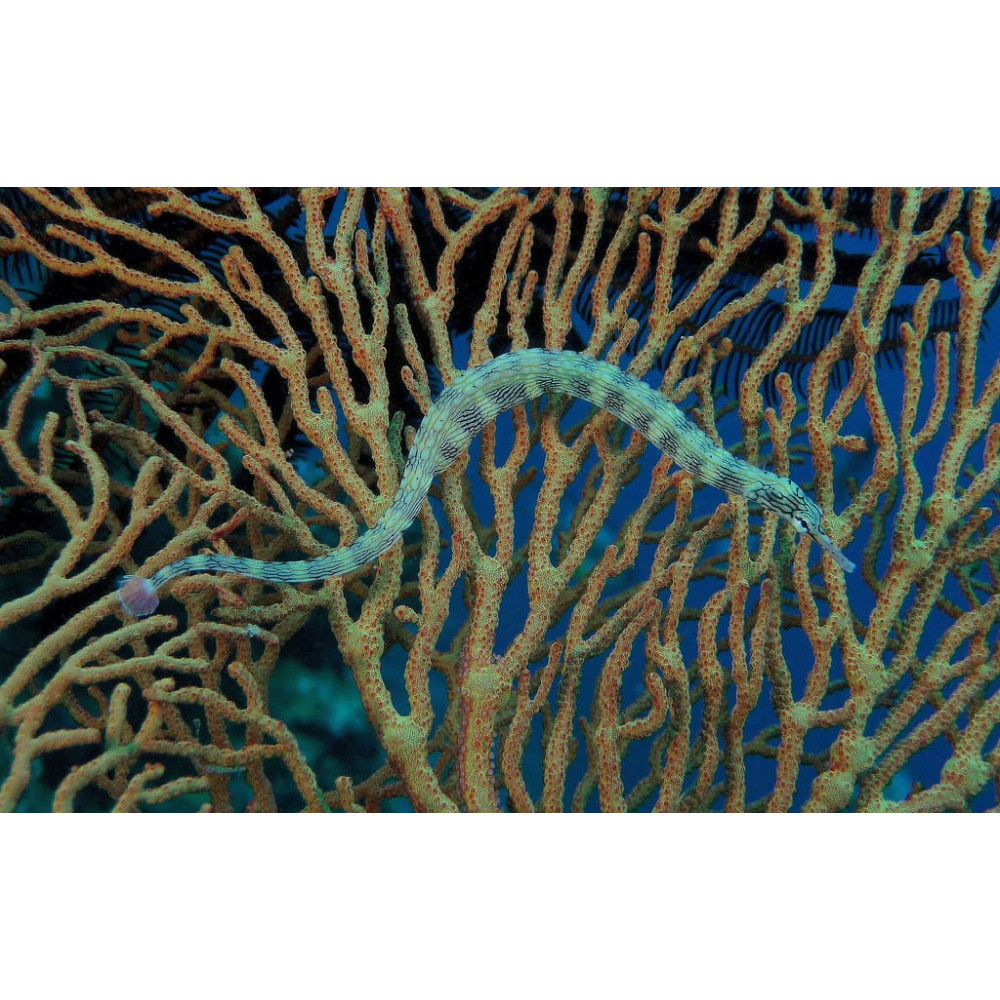 Dragonface Pipefish (Corythoichthys Haematopterus)