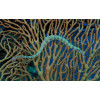 Dragonface Pipefish (Corythoichthys Haematopterus)