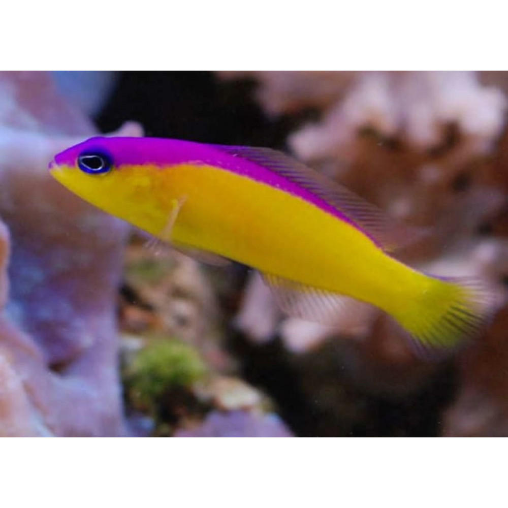 Diadem Dottyback (Pictichromis Diadema)