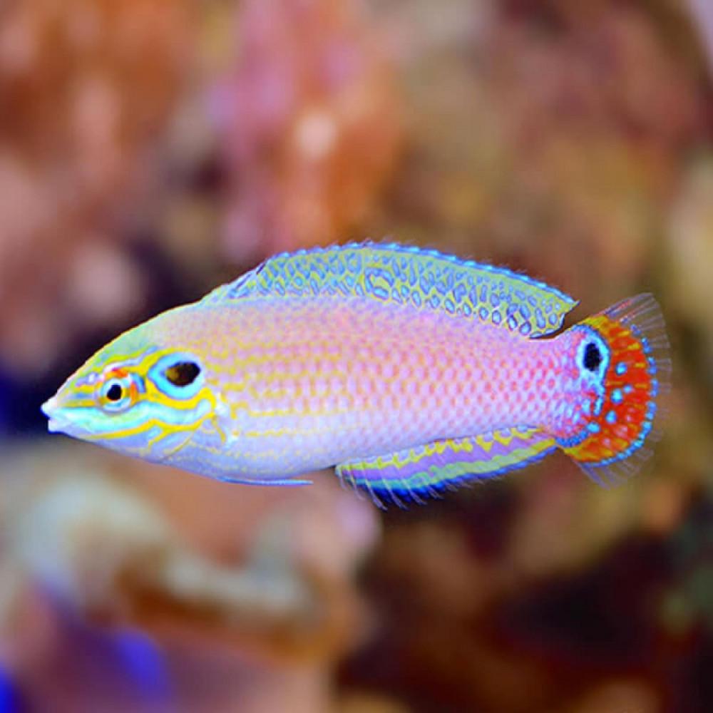 Earmuff Wrasse (Halichoeres Melasmapomus)